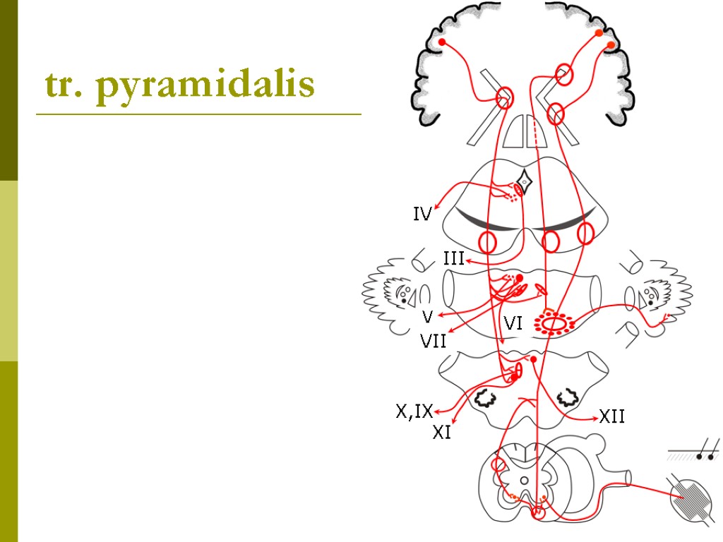 tr. pyramidalis